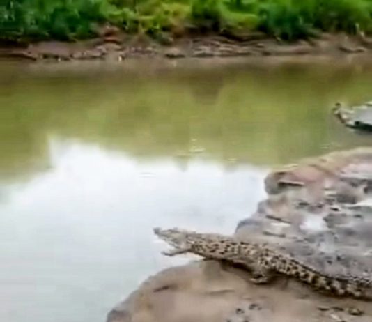 Buaya Muncul di Kali Oya Gunungkidul, Warga Khawatir