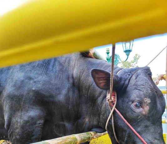 Sapi Jokowi Seberat 1 Ton dan 7 Ekor Sapi Gubernur Dikirim ke Tiap Kabupaten