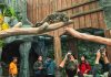 Suraloka Zoo Luncurkan Empat Zona Interaktif Baru Demi Tingkatkan Pengalaman Edukasi Pengunjung