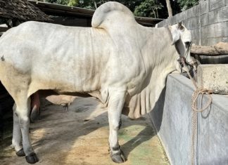 Sapi Seharga Rp90 Juta di Bantul Terpilih Menjadi Hewan Kurban Presiden Prabowo