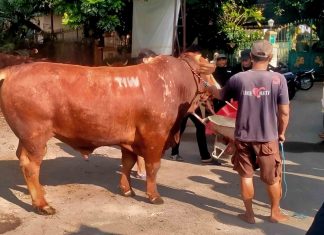 Sapi Jumbo 1,1 Ton Bertuliskan TIW Dikirim ke Masjid Kompleks Amien Rais di Sleman