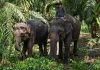 Sempat Viral, Perjalanan Dua Gajah dari Jogja ke Kaltim Masuk Tahap Akhir