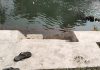Diduga Terpeleset saat Bermain, Balita Tenggelam di Sungai Gajah Wong
