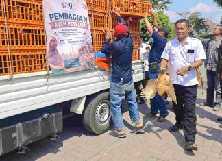 Harga Pakan Naik, Telur Anjlok, Peternak Jogja Bagikan Ribuan Ayam